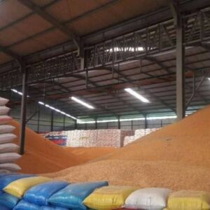 Yellow Corn for Animal Feed