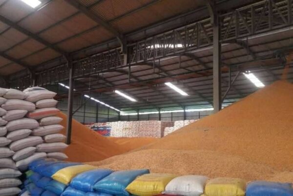 Yellow Corn for Animal Feed