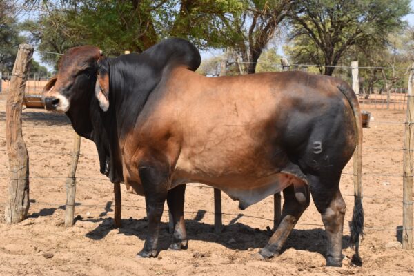 Red Brahman Calves Heifers Bulls